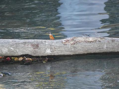 カワセミ