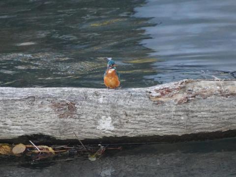 カワセミ