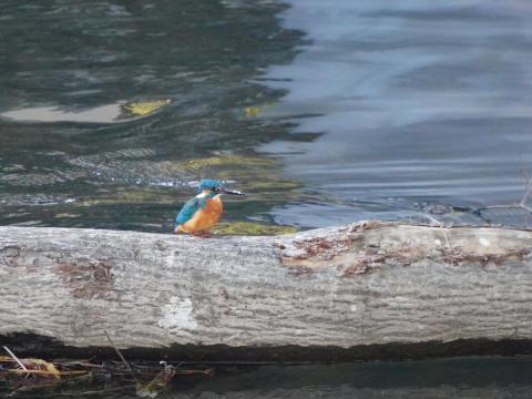 カワセミ