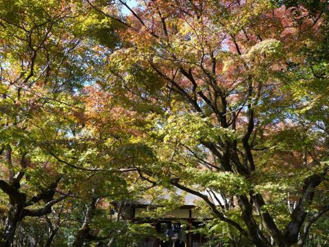常寂光寺