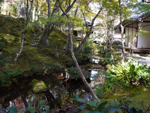 常寂光寺の池