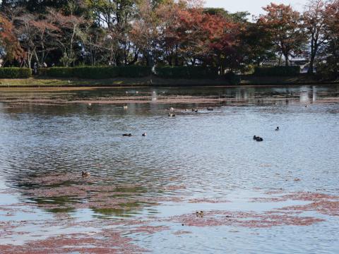大沢池
