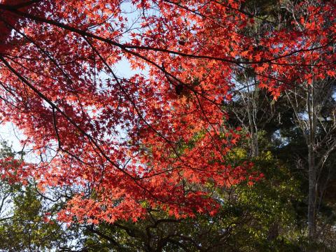 茶山園地