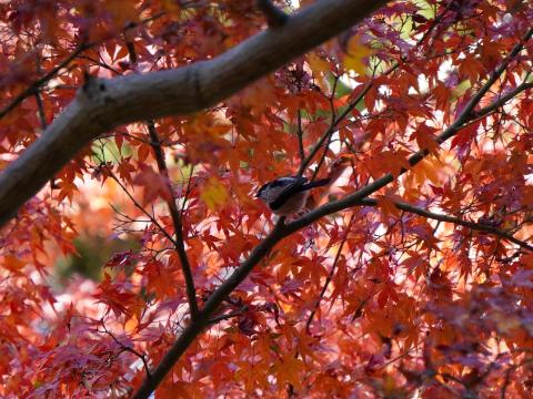 エナガ