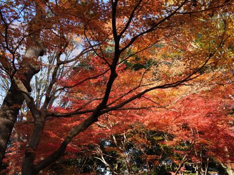 吉城園