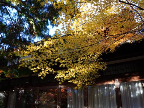 黄葉のモミジ