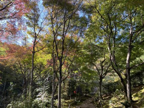 寂光寺の石段