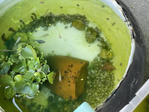 大覚寺門前