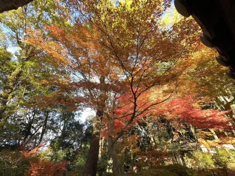 吉城園