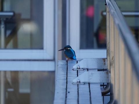 カワセミ