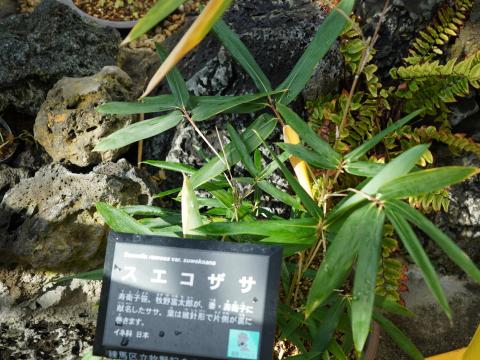 スエコザサ