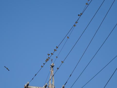 カワラヒワ