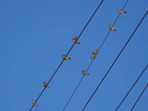 カワラヒワ