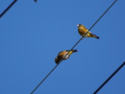 カワラヒワ