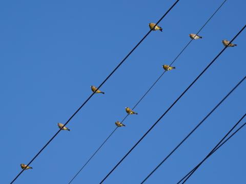 カワラヒワ