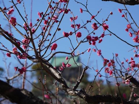 梅林 八重寒紅
