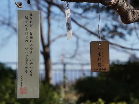 短冊