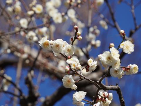 梅林 八重野梅