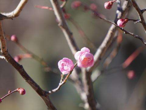 梅林 日光