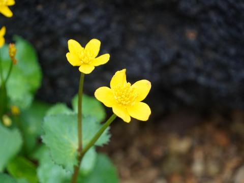 リュウキンカ