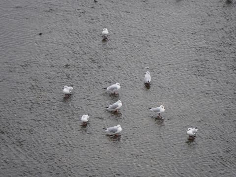 ユリカモメ