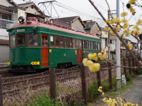 ロウバイと阪堺モ161