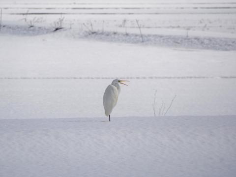 ダイサギ