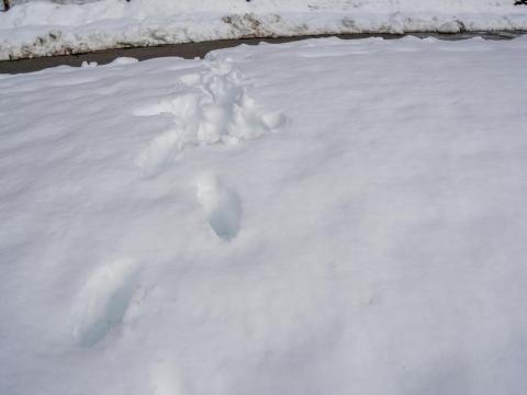 雪の足跡