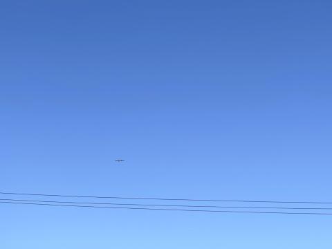 ノスリ