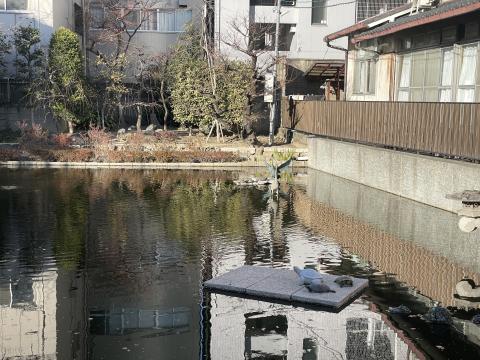 イシガメ
