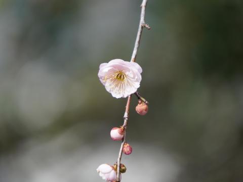 ウメ