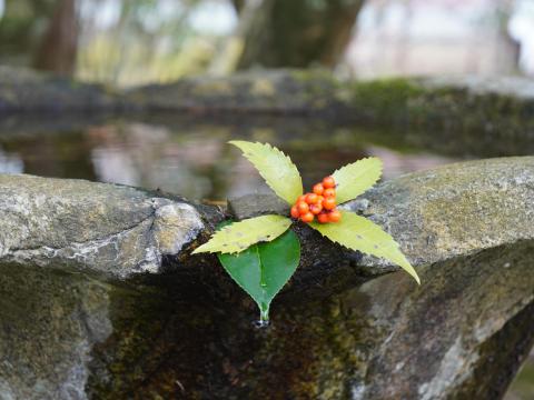 センリョウ