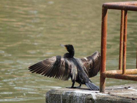 カワウ