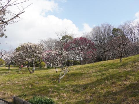 梅林