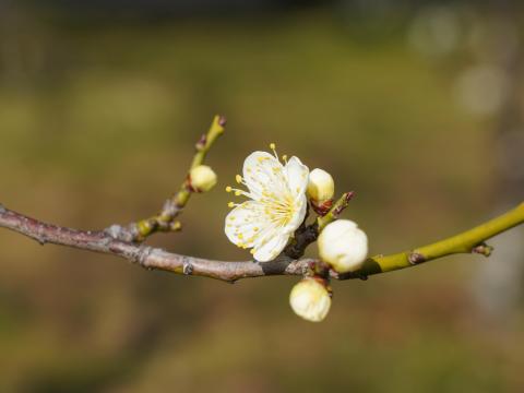 梅林