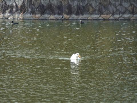 アヒル