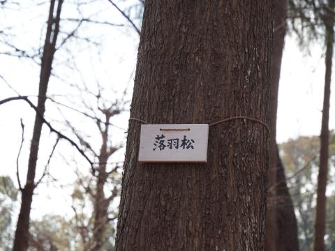 ラクウショウ