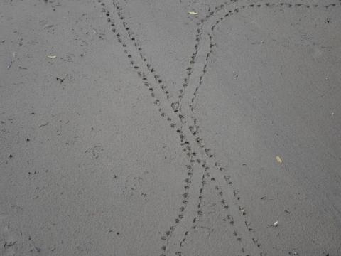 足跡
