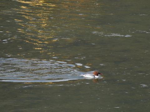 カワアイサ