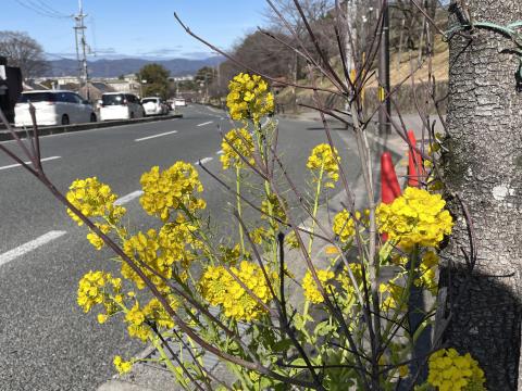 菜の花