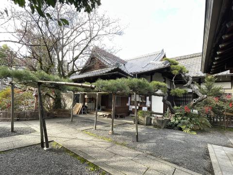 這松