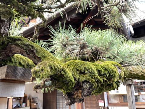這松