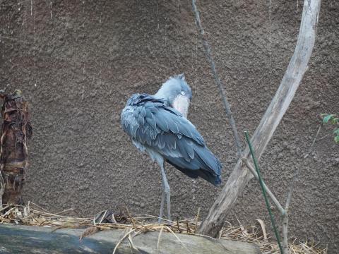 ハシビロコウ