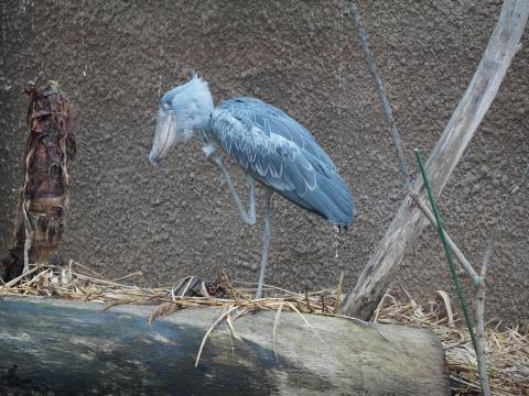 ハシビロコウ