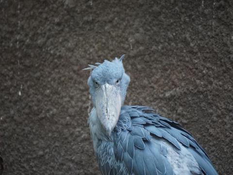 ハシビロコウ