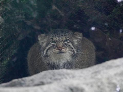マヌルネコ