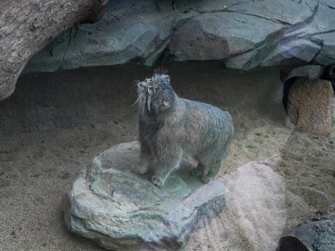 マヌルネコ