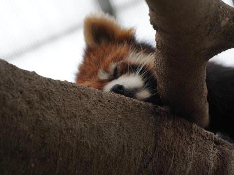 レッサーパンダ