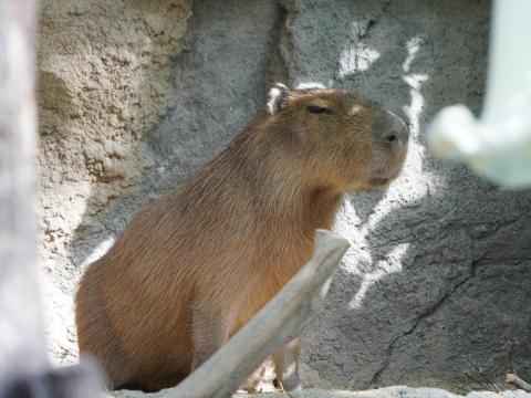 カピバラ