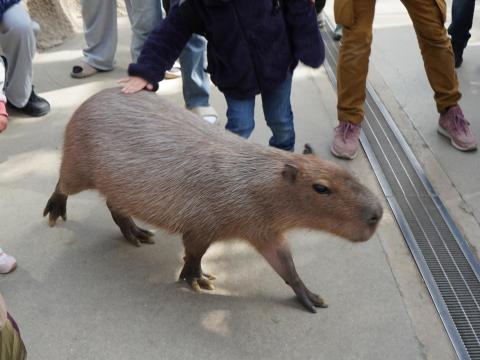 カピバラ